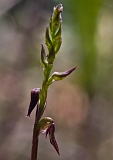 Corunastylis despectans Sharp Midge-orchid(2)